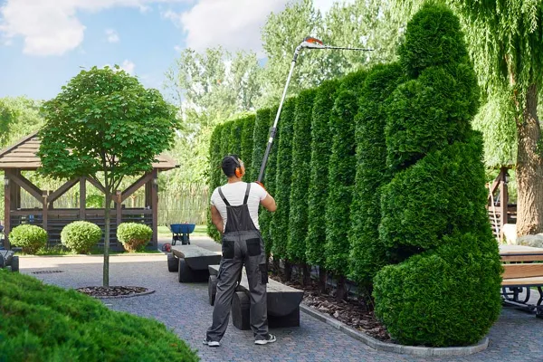 Tree & Shrub Trimming Tree & Shrub Trimming